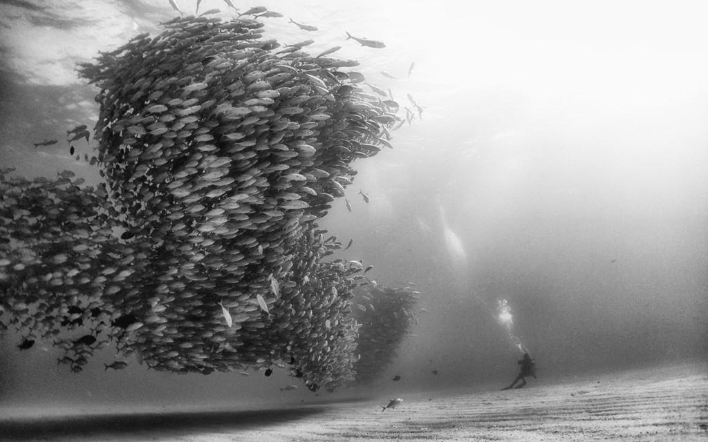 Underwater Realm Project Bild 12 von 15