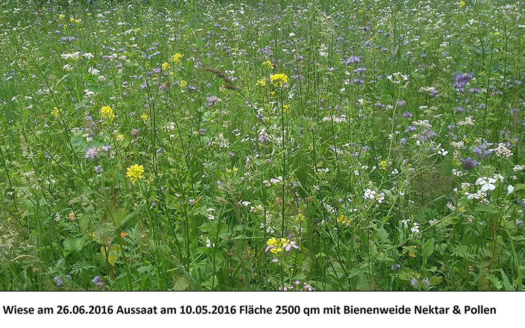 BLÜHKING Bienenweide Nektar & Pollen Blühmischung  Image 4 from 7