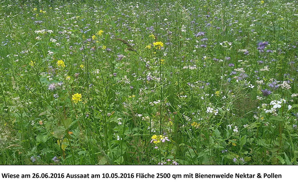 BLÜHKING Bienenweide Nektar & Pollen Blühmischung  Bild 4 von 7