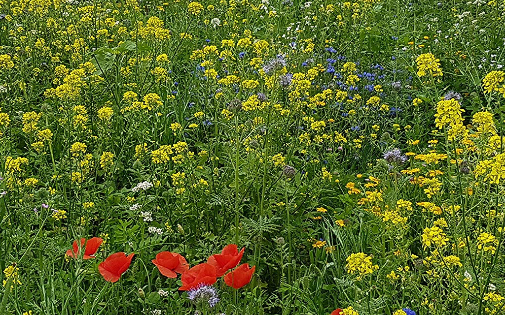 BLÜHKING Bienenweide Nektar & Pollen Blühmischung  Bild 5 von 7