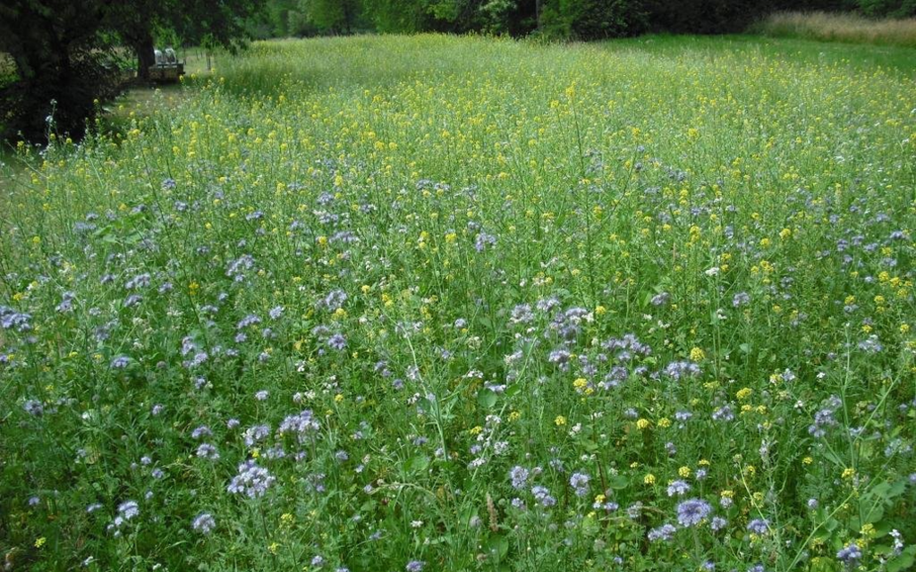 BLÜHKING Bienenweide Nektar & Pollen Blühmischung  Bild 6 von 7