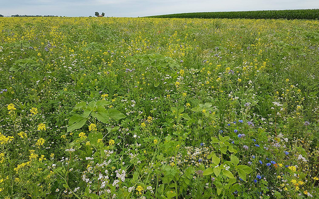 BLÜHKING Bienenweide Nektar & Pollen Blühmischung  Bild 7 von 7