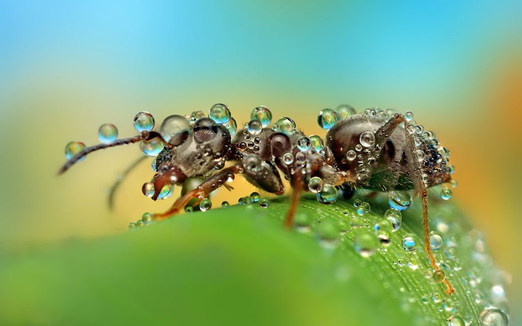 Jäger im Königreich des Mikrokosmos Bild 2 von 13