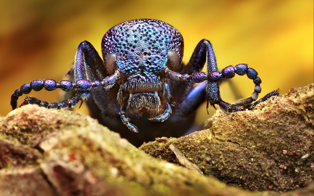 Jäger im Königreich des Mikrokosmos Bild 3 von 13