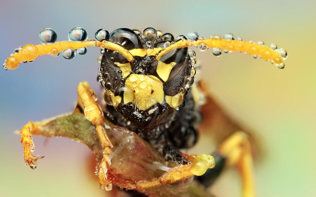 Jäger im Königreich des Mikrokosmos Bild 6 von 13