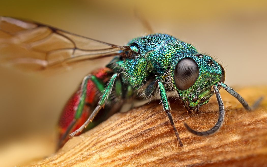 Jäger im Königreich des Mikrokosmos Bild 7 von 13