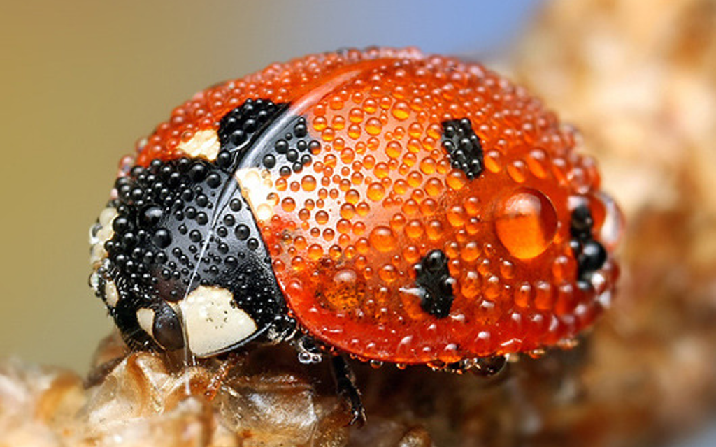 Jäger im Königreich des Mikrokosmos Bild 13 von 13