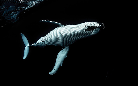 Atemberaubende Aufnahmen | Buckelwale im Südpazifik