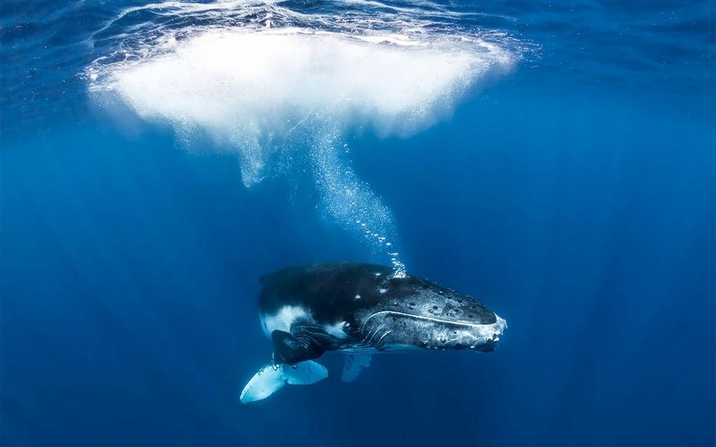 Atemberaubende Aufnahmen | Buckelwale im Südpazifik Bild 1 von 7