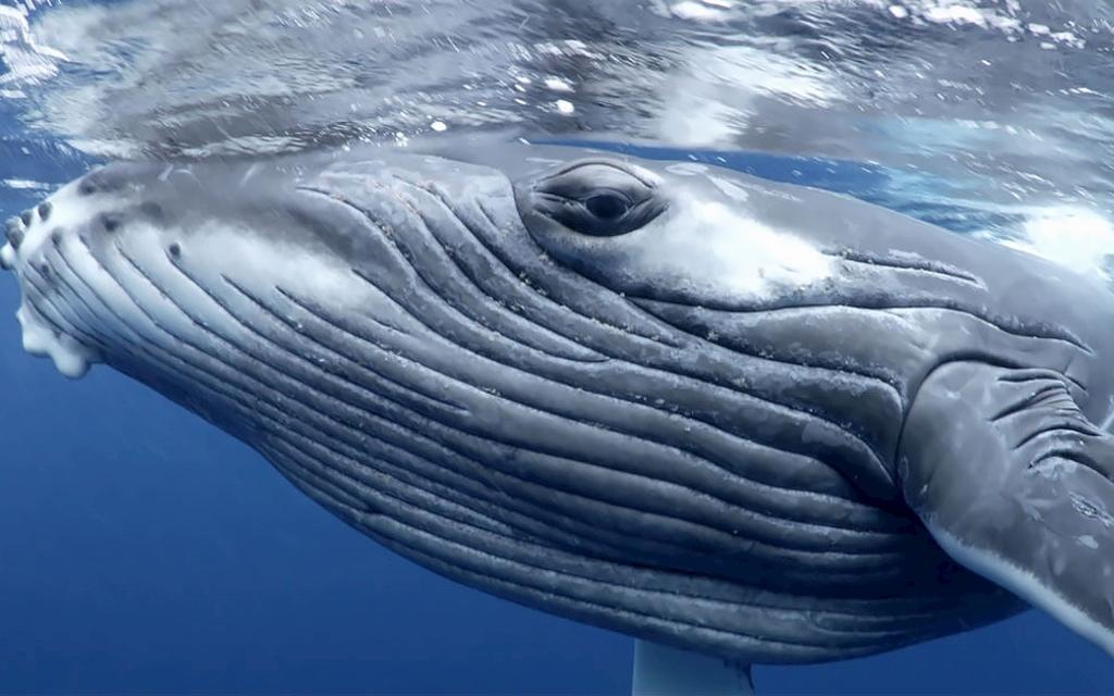 Atemberaubende Aufnahmen | Buckelwale im Südpazifik Bild 2 von 7