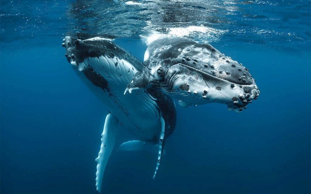 Atemberaubende Aufnahmen | Buckelwale im Südpazifik Bild 3 von 7