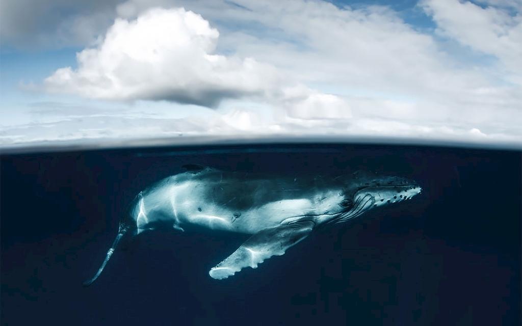 Atemberaubende Aufnahmen | Buckelwale im Südpazifik Bild 4 von 7
