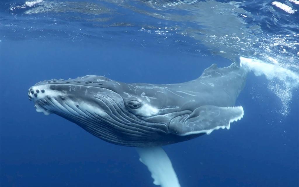 Atemberaubende Aufnahmen | Buckelwale im Südpazifik Bild 5 von 7