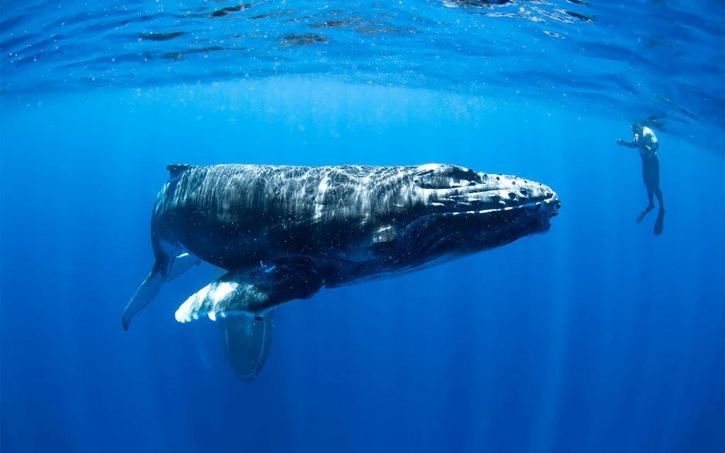 Atemberaubende Aufnahmen | Buckelwale im Südpazifik Bild 6 von 7