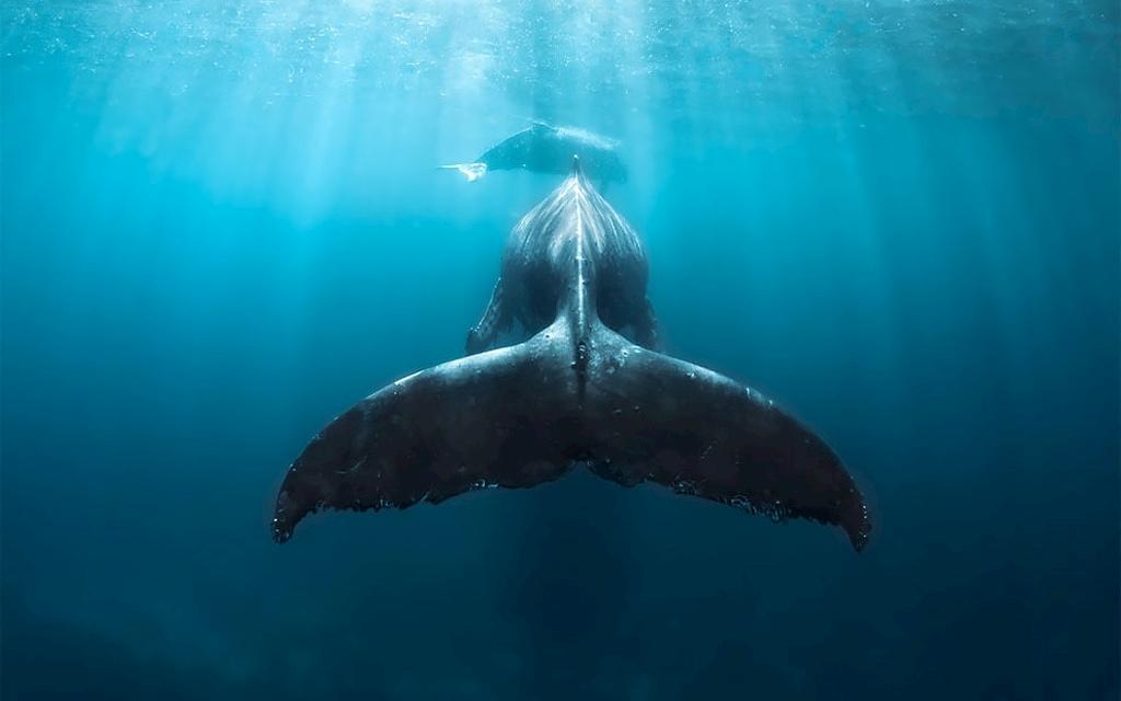 Atemberaubende Aufnahmen | Buckelwale im Südpazifik Bild 7 von 7