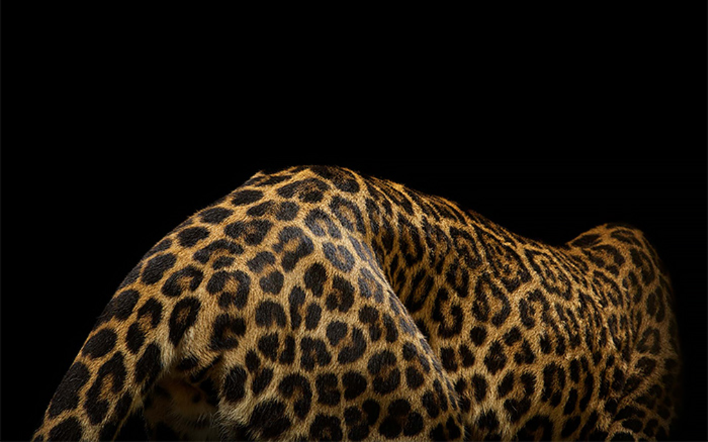 BIG CATS | Großkatzen - Elegante Schönheiten & Top-Raubtiere Bild 1 von 9